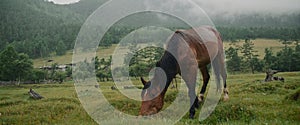 In the meadow in scenic background picturesque mist forest, under light rain, beautiful brown horse, graze on green