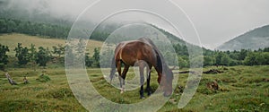 In the meadow in scenic background picturesque mist forest, under light rain, beautiful brown horse, graze on green