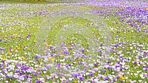 Meadow with seasonal blooming Crocus flowers