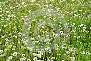 Meadow of seeding dandelions