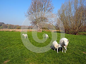 Meadow with sheep in the landscape of Wijlre, Limburg, Netherlands