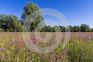 The meadow with Silene flos-cuculi and Ranunculus flowers photo