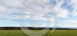 Meadow with small forest, grass in foreground, autumn evening cirrus clouds sky above - high resolution image