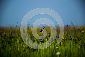 Meadow of small purple flowers at Kaas plateau situated in Maharashtra, India