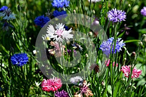 Meadow sown between roads. It is a mixture of low annuals, covering more than 25 species. The mixture is suitable for sowing in