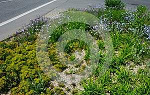 Meadow sown between roads. It is a mixture of low annuals, covering more than 25 species. The mixture is suitable for sowing in fl