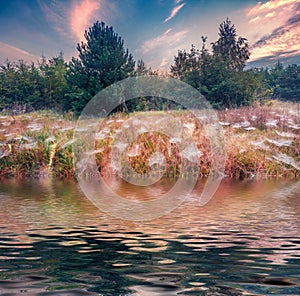 Meadow with spider webs reflected in the calm waters of Svityaz lake.