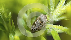 Meadow Spittlebug or Common Froghopper (Philaenus Spumarius)