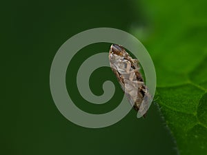 Meadow spittlebug or the meadow froghopper (Philaenus spumarius)