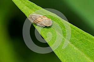 Meadow Spittlebug - Philaenus spumarius