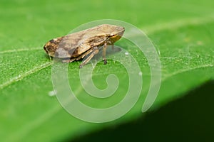 Meadow Spittlebug - Philaenus spumarius