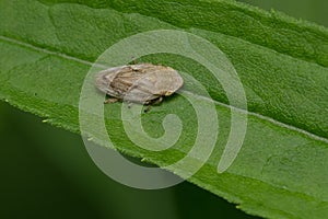 Meadow Spittlebug - Philaenus spumarius