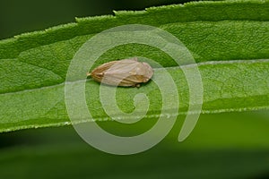 Meadow Spittlebug - Philaenus spumarius