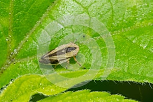 Meadow Spittlebug - Philaenus spumarius