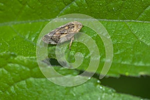 Meadow Spittlebug - Philaenus spumarius