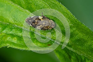 Meadow Spittlebug - Philaenus spumarius