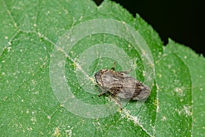 Meadow Spittlebug - Philaenus spumarius