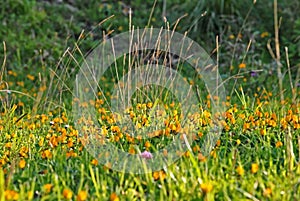 A meadow in spring with the yellow flowers