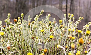 Meadow with spring young yellow flowers mother and stepmother close-up, plant natural background with copy space, Tussilago
