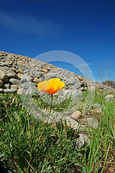 Meadow in springtime