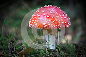 on a meadow stands a bright red toadstool