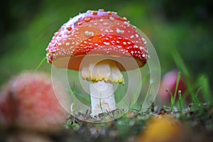 on a meadow stands a bright red toadstool