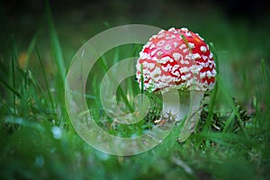 on a meadow stands a bright red toadstool