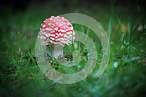 on a meadow stands a bright red toadstool