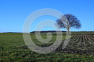 Meadow in stockach photo
