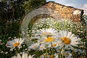 Meadow stone hut, Uttarakhand, adorned with blooming white lilies. Serene Indian landscape