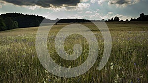 Meadow after storm