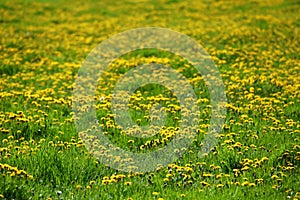 Meadow strewn with spring yellow dandelion flowers, in other words popularly saying milk.