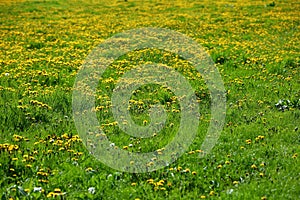 Meadow strewn with spring yellow dandelion flowers, in other words popularly saying milk.