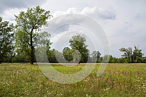 Meadow in the summe