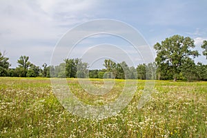 Meadow in the summe