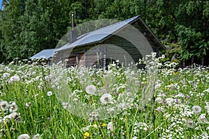 Meadow with summer flowers