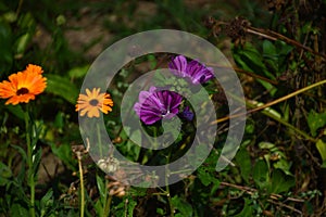 Meadow in Summer at the Lake Steinhuder Meer, Lower Saxony photo