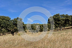 Meadow at summer, Sierra de Andujar Natural Park in Jaen province, Spain photo