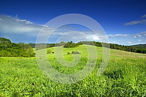 Meadow in sunny day.