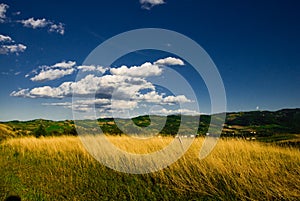 Meadow on a Sunny Day