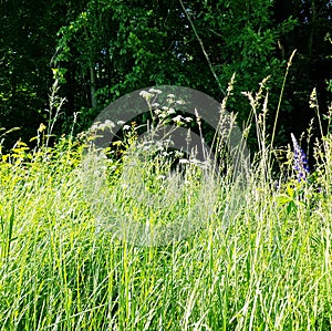 Meadow with tall gras. Summer fresh meadow