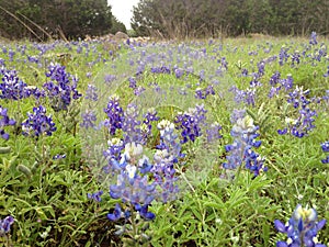 Meadow of Texas Bluebonnets in Spring - Wimberley, Texas