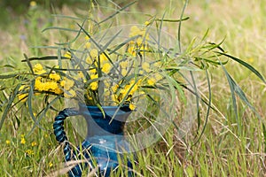 In a meadow there is a blue jug with a few twigs from the blooming silver acacia. The yellow flowers glow in the sun
