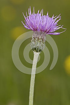 Meadow Thistle