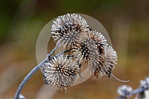 Meadow thistle frosted, winter season nature details