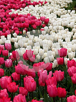 Meadow of thousands bright pink and white tulips close-up at Goztepe Park in Istanbul, Turkey photo