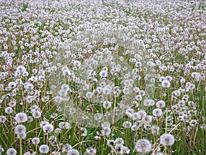 Meadow with thousands of dandelion seed heads, seed balls at Krautheim, Germany photo