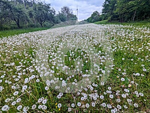 Meadow with thousands of dandelion seeds with wind turbine in the background at Krautheim photo