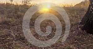 Meadow time lapse at the summer or autumn time. Rural field witch sun rays, trees and green grass. Motorized dolly slider