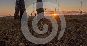 Meadow timelapse at the summer or autumn time. Rural field witch sun rays, trees and green grass. Motorised dolly slider